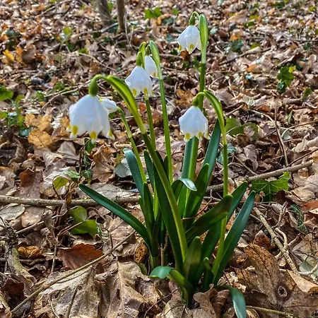 Santino Apartmán Goslar